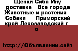 Щенки Сиба Ину доставка - Все города Животные и растения » Собаки   . Приморский край,Лесозаводский г. о. 